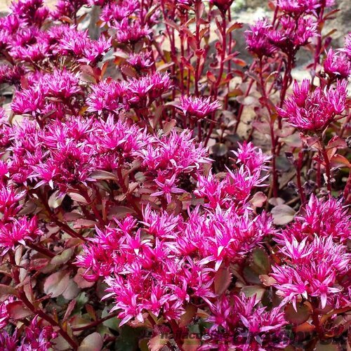 Sedum spurium 'Fuldaglut' Rozchodník pochybný 'Fuldaglut'
