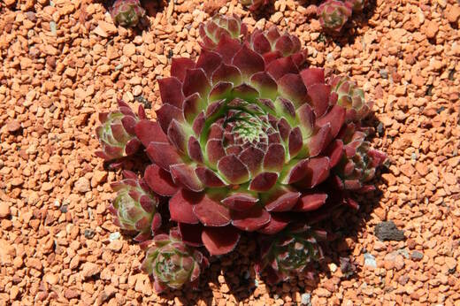 Sempervivum 'Jumbo' Netřesk 'Jumbo'