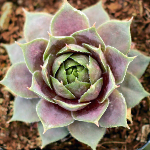 Sempervivum 'Purple Beauty' Netřesk 'Purple Beauty'