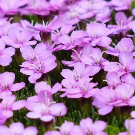 Silene schafta 'Rose' silenka 'Rose'