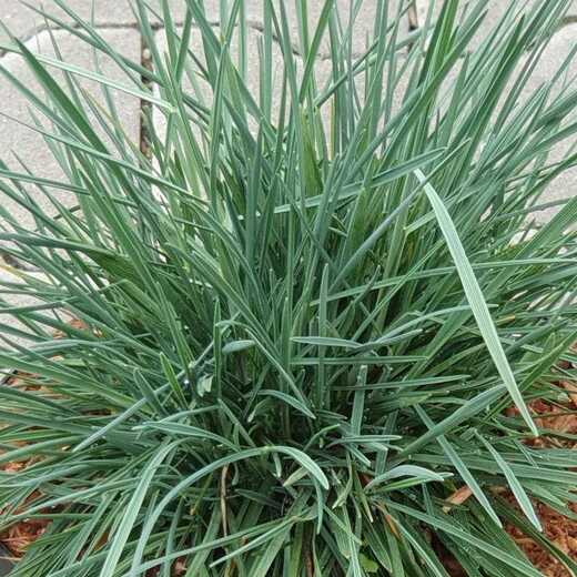 Koeleria glauca Coolio