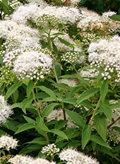 Spirea japonica Albiflora - Tavolník.jpg