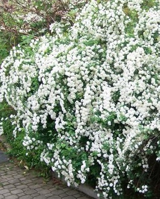 Spirea vanhouttei - Tavolnik.jpg