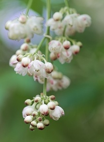 Staphylea pinnata - Klokoč.jpg