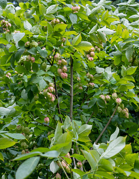 Stphylea pinnata - Klokoč ..jpg