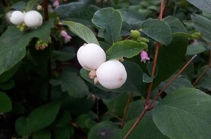symphoricarpos albus - Pámelník bílý.jpg