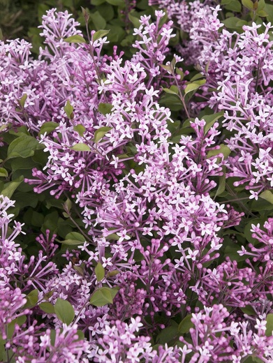 Syringa Dark Purple - šeřík.jpg