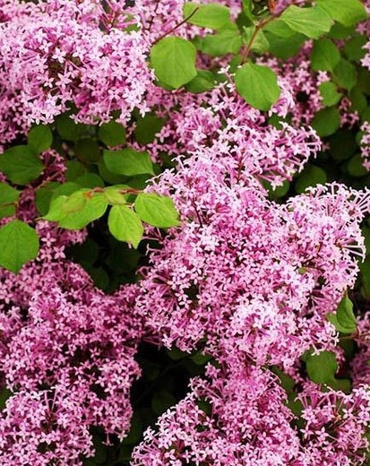 syringa meyeri flowerfasta pink - Šeřík.jpg