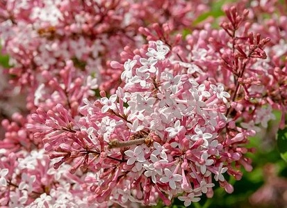 Syringa microphylla Superba - Šeřík.jpg