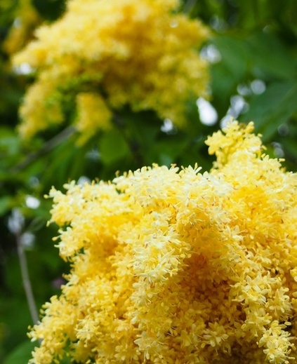 syringa pekinensis beijing gold - Šeřík.jpg