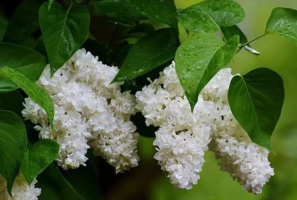Syringa vulgaris Beauty of Moscow - Šeřík bílý plný.jpg