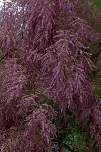 Tamarix parviflora - Tamaryšek malokvětý.jpg