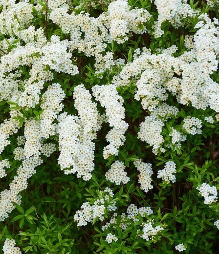 Tavolník popelavý Grefsheim - SPIRAEA CINEREA GREFSHEIM