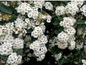 Tavolník Van Houtteův -  Spiraea vanhouttei
