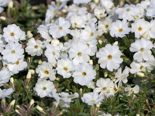 Phlox douglasii White Admiral