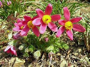 Pulsatilla vulg. 'P. Dark Red Shades' Koniklec obecný 'P.Dark Re