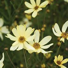 Coreopsis vert. 'Moonbeam' Krásnoočko přeslenité 'Moonbeam'