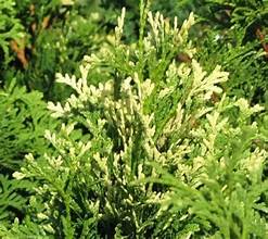 Thuja occidentalis Ania