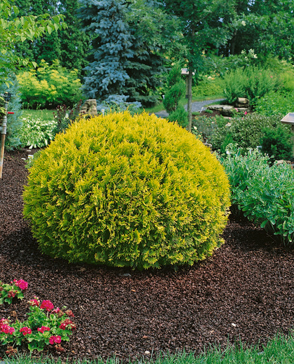 Thuja occidentalis  Aureospicata - Zerav západní