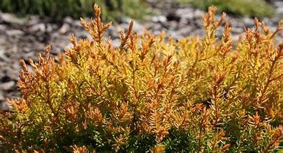 Thuja occidentalis Cloth of Gold - Zerav západní