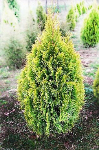 Thuja occidentalis Copper Gold - Zerav západní