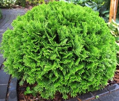 THUJA OCCIDENTALIS DANICA.jpg