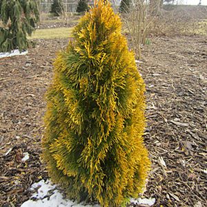 Thuja occidentalis 'Filips Magic Moment - Zerav západní