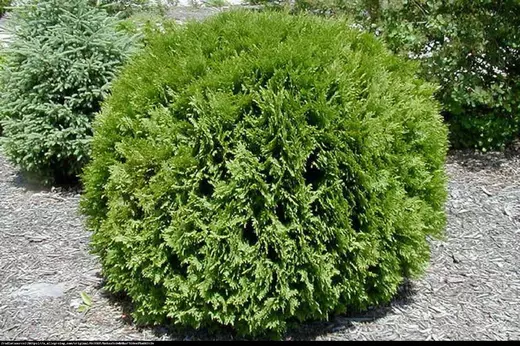Thuja occidentalis Globosa Aurea