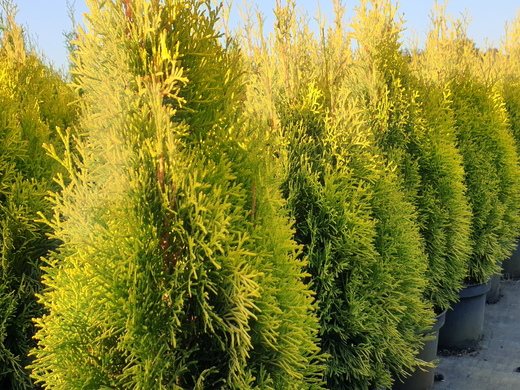 Thuja occidentalis 'Smaragd'