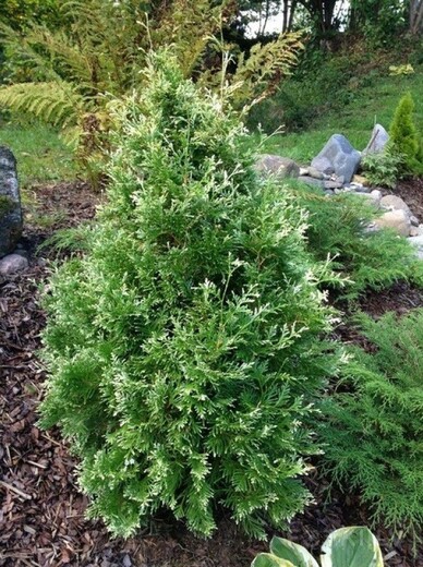 Thuja occidentalis Smaragd Varigata-Thuja západní Smaragd Varieg