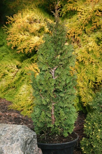 Thuja Zerav západní BROBECK'S TOWER - Thuja occidentalis Brobeck