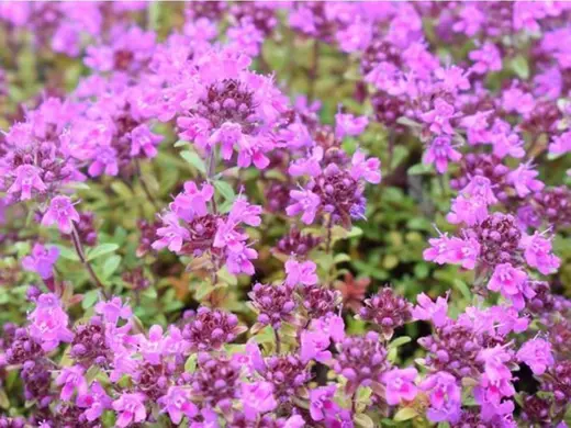 Thymus praecox 'Pseudolanuginosus' Mateřídouška časná
