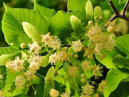 Tilia cordata - Lípa srdčitá.jpg
