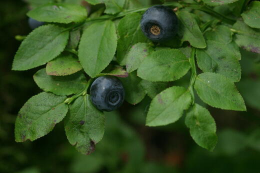 Vaccinium myrtillus
