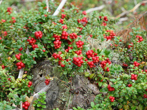 Vaccinium vitis-idaea 'Red pearl'