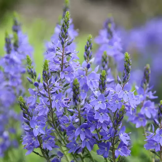 Veronica teuc. 'Shirley Blue' Rozrazil ožankovitý 'Shirley Blue'