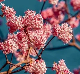 viburnum bodnatense dawn.jpg