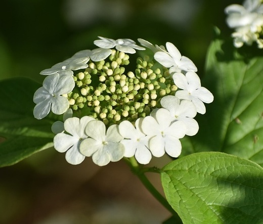 Viburnum opulus - Kalina obecná.jpg