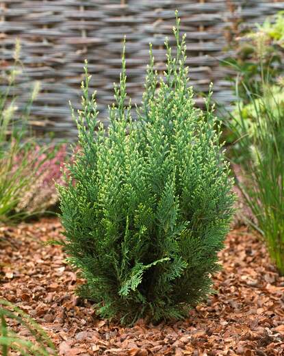 Chamaecyparis lawsoniana 'White Spot' - Cypřišek Lawsonův 'White