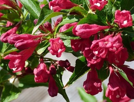 weigela all summer red - Vajgelie All Summer Red.jpg