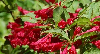 weigela eva rathke - Vajgelie.jpg