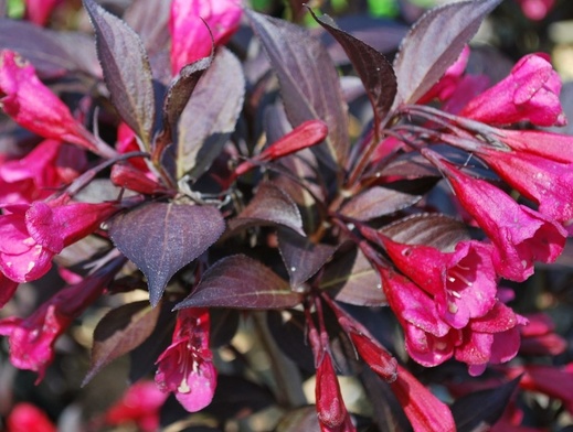 weigela florida alexandra - Vajgelie květnatá Alexandra.jpg