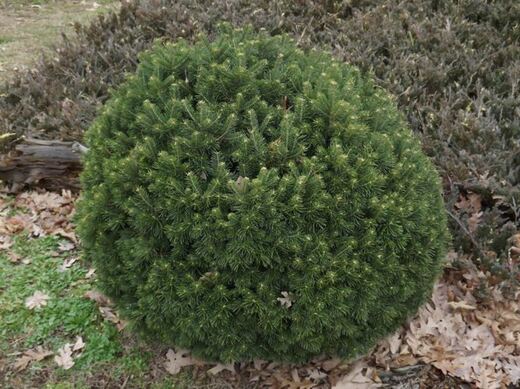 Abies lasiocarpa 'Green Globe'- jedle plstnatoplodá green globe