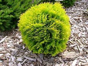 Zerav západní Danica -THUJA OCCIDENTALIS DANICA