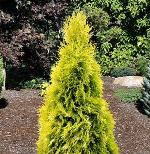Zerav západní Jantar - THUJA OCCIDENTALIS JANTAR
