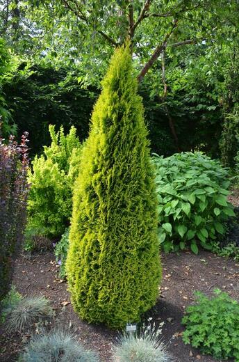 Zerav západní Kórnik -THUJA OCCIDENTALIS KÓRNIK