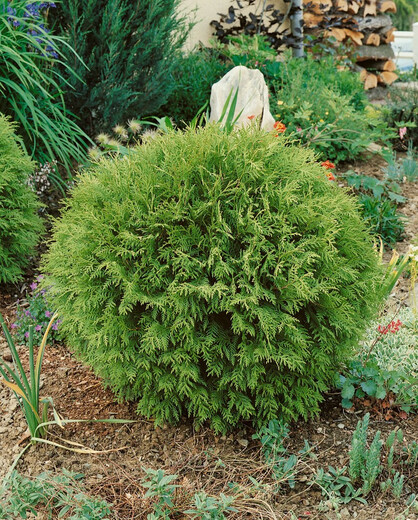 Zerav západní Stolwijk - THUJA OCCIDENTALIS STOLWIJK