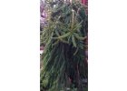 Jedle bělokorá - Abies alba Pendula.jpg