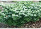 Jedle líbezná - Abies amabilis.jpg