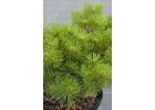 Pinus densiflora Jane Kluis - Borovice hustokvětá.jpg